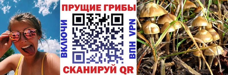 KRAKEN зеркало  Бологое  Псилоцибиновые грибы GOLDEN TEACHER 